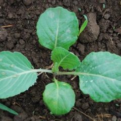 cabbage-seedlings-500×500