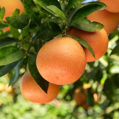 PCA_2100_grapefruit_factors